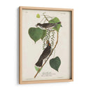 Pl 79 Tyrant Flycatcher - John James Audubon | Cuadro decorativo de Canvas Lab