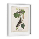 Pl 79 Tyrant Flycatcher - John James Audubon | Cuadro decorativo de Canvas Lab
