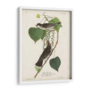 Pl 79 Tyrant Flycatcher - John James Audubon | Cuadro decorativo de Canvas Lab