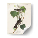 Pl 79 Tyrant Flycatcher - John James Audubon | Cuadro decorativo de Canvas Lab