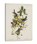 Pl 133 Curruca De Encuesta Negra - John James Audubon | Cuadro decorativo de Canvas Lab