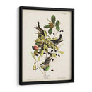 Pl 133 Curruca De Encuesta Negra - John James Audubon | Cuadro decorativo de Canvas Lab