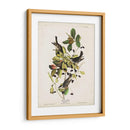 Pl 133 Curruca De Encuesta Negra - John James Audubon | Cuadro decorativo de Canvas Lab