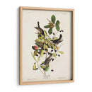 Pl 133 Curruca De Encuesta Negra - John James Audubon | Cuadro decorativo de Canvas Lab