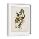 Pl 133 Curruca De Encuesta Negra - John James Audubon | Cuadro decorativo de Canvas Lab