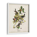 Pl 133 Curruca De Encuesta Negra - John James Audubon | Cuadro decorativo de Canvas Lab