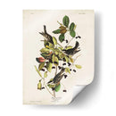 Pl 133 Curruca De Encuesta Negra - John James Audubon | Cuadro decorativo de Canvas Lab