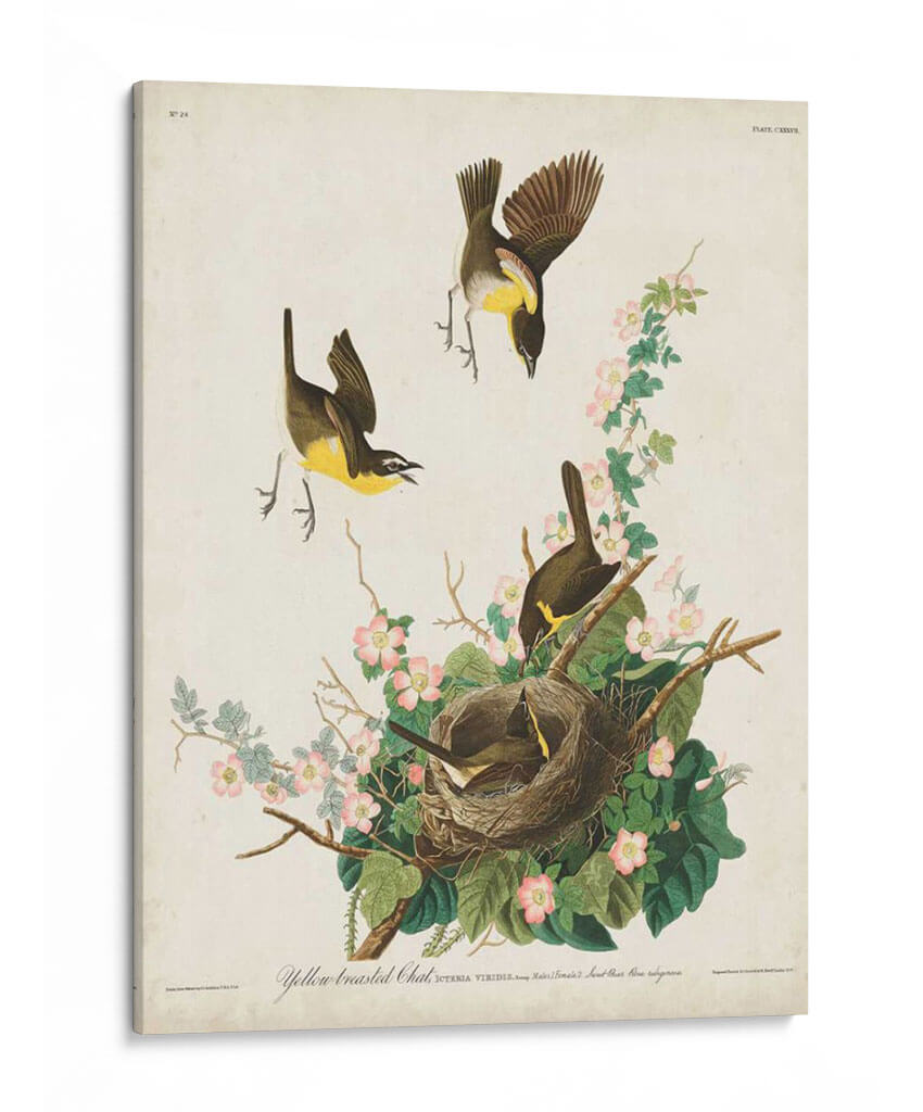 Pl 137 Chat De Pecho Amarillo - John James Audubon | Cuadro decorativo de Canvas Lab