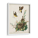 Pl 137 Chat De Pecho Amarillo - John James Audubon | Cuadro decorativo de Canvas Lab
