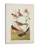 Pl 394 Pinzón De Color Castaño - John James Audubon | Cuadro decorativo de Canvas Lab