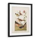 Pl 394 Pinzón De Color Castaño - John James Audubon | Cuadro decorativo de Canvas Lab
