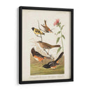 Pl 394 Pinzón De Color Castaño - John James Audubon | Cuadro decorativo de Canvas Lab
