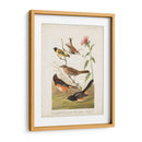 Pl 394 Pinzón De Color Castaño - John James Audubon | Cuadro decorativo de Canvas Lab