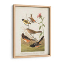 Pl 394 Pinzón De Color Castaño - John James Audubon | Cuadro decorativo de Canvas Lab