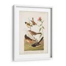 Pl 394 Pinzón De Color Castaño - John James Audubon | Cuadro decorativo de Canvas Lab