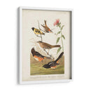 Pl 394 Pinzón De Color Castaño - John James Audubon | Cuadro decorativo de Canvas Lab