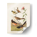 Pl 394 Pinzón De Color Castaño - John James Audubon | Cuadro decorativo de Canvas Lab
