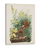 Pl 136 Meadow Lark - John James Audubon | Cuadro decorativo de Canvas Lab