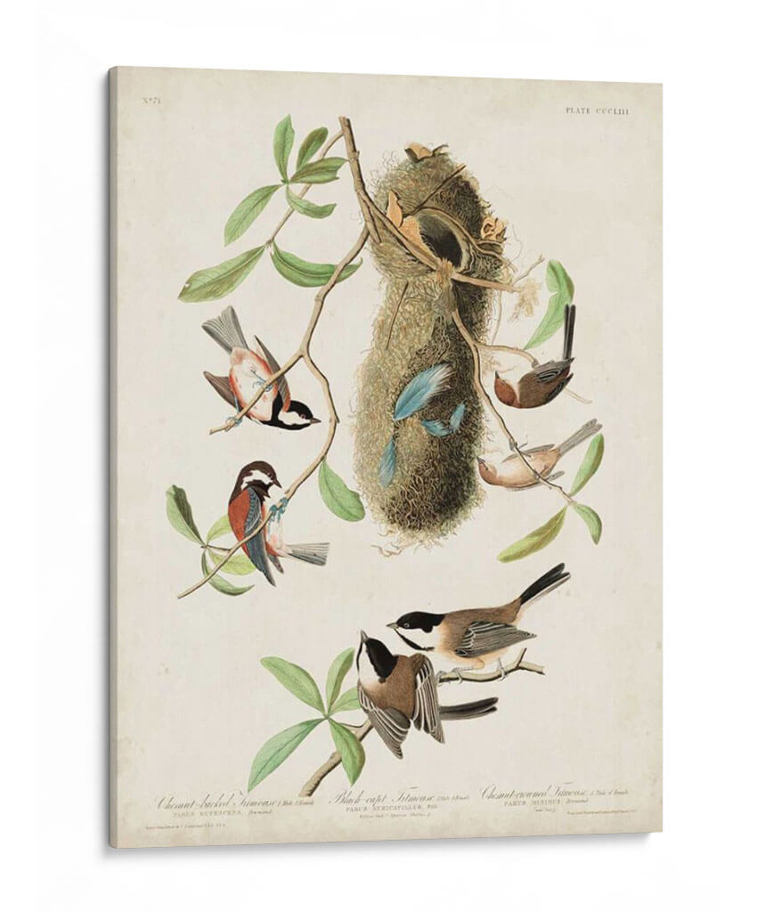 Pl 353 Black-Capt Titmouse - John James Audubon | Cuadro decorativo de Canvas Lab