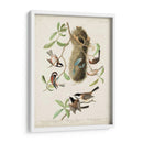 Pl 353 Black-Capt Titmouse - John James Audubon | Cuadro decorativo de Canvas Lab
