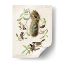 Pl 353 Black-Capt Titmouse - John James Audubon | Cuadro decorativo de Canvas Lab