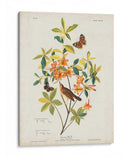 Pl 198 Swainsons Warbler - John James Audubon | Cuadro decorativo de Canvas Lab