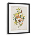 Pl 198 Swainsons Warbler - John James Audubon | Cuadro decorativo de Canvas Lab