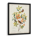 Pl 198 Swainsons Warbler - John James Audubon | Cuadro decorativo de Canvas Lab