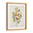 Pl 198 Swainsons Warbler - John James Audubon | Cuadro decorativo de Canvas Lab