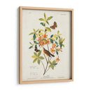 Pl 198 Swainsons Warbler - John James Audubon | Cuadro decorativo de Canvas Lab