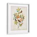 Pl 198 Swainsons Warbler - John James Audubon | Cuadro decorativo de Canvas Lab