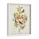 Pl 198 Swainsons Warbler - John James Audubon | Cuadro decorativo de Canvas Lab