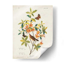 Pl 198 Swainsons Warbler - John James Audubon | Cuadro decorativo de Canvas Lab