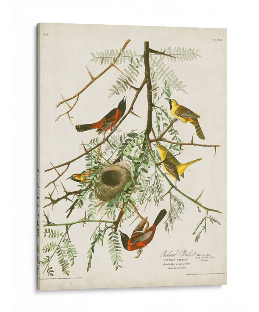 Pl 42 Oriole Oriole - John James Audubon | Cuadro decorativo de Canvas Lab