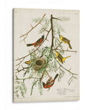 Pl 42 Oriole Oriole - John James Audubon | Cuadro decorativo de Canvas Lab