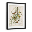 Pl 42 Oriole Oriole - John James Audubon | Cuadro decorativo de Canvas Lab