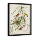 Pl 42 Oriole Oriole - John James Audubon | Cuadro decorativo de Canvas Lab