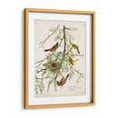 Pl 42 Oriole Oriole - John James Audubon | Cuadro decorativo de Canvas Lab