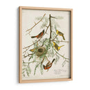 Pl 42 Oriole Oriole - John James Audubon | Cuadro decorativo de Canvas Lab