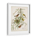 Pl 42 Oriole Oriole - John James Audubon | Cuadro decorativo de Canvas Lab