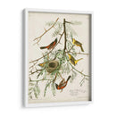 Pl 42 Oriole Oriole - John James Audubon | Cuadro decorativo de Canvas Lab