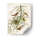 Pl 42 Oriole Oriole - John James Audubon | Cuadro decorativo de Canvas Lab