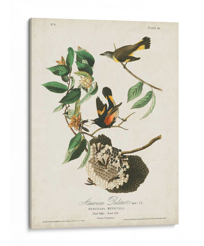 Pl 40 Redstart Americano - John James Audubon | Cuadro decorativo de Canvas Lab