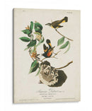 Pl 40 Redstart Americano - John James Audubon | Cuadro decorativo de Canvas Lab