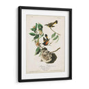 Pl 40 Redstart Americano - John James Audubon | Cuadro decorativo de Canvas Lab