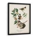 Pl 40 Redstart Americano - John James Audubon | Cuadro decorativo de Canvas Lab