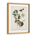 Pl 40 Redstart Americano - John James Audubon | Cuadro decorativo de Canvas Lab