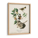 Pl 40 Redstart Americano - John James Audubon | Cuadro decorativo de Canvas Lab