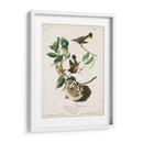 Pl 40 Redstart Americano - John James Audubon | Cuadro decorativo de Canvas Lab