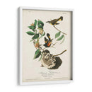 Pl 40 Redstart Americano - John James Audubon | Cuadro decorativo de Canvas Lab